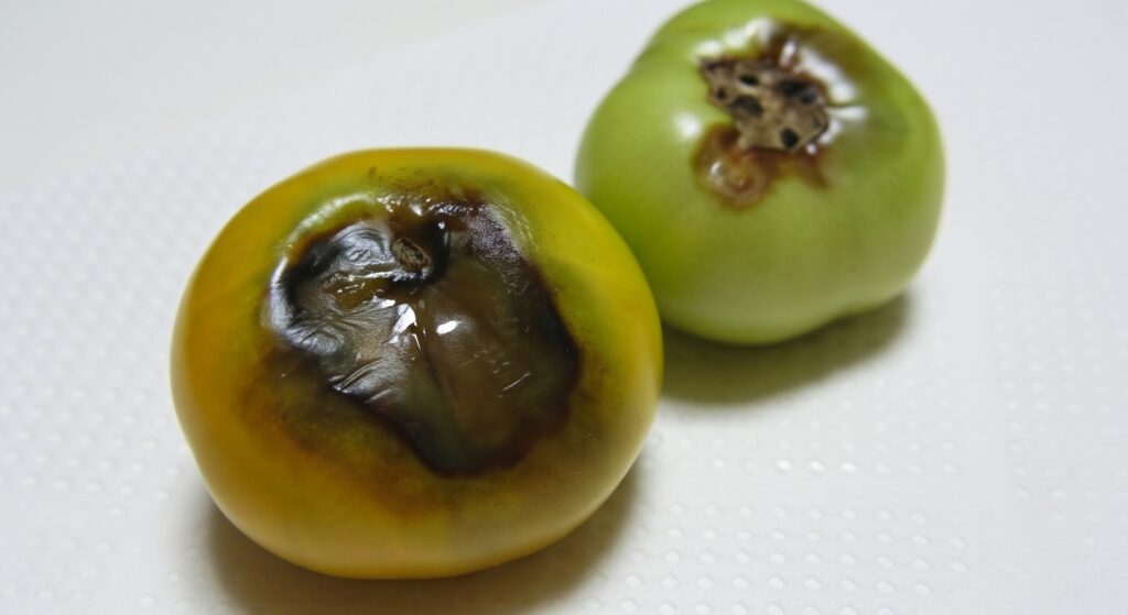 トマト 中が黒い