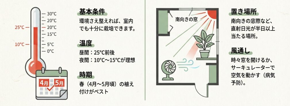 室内でも育つ?栽培に適した時期と環境づくり