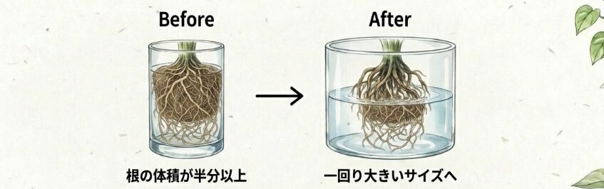 容器を大きくする植え替えの判断基準