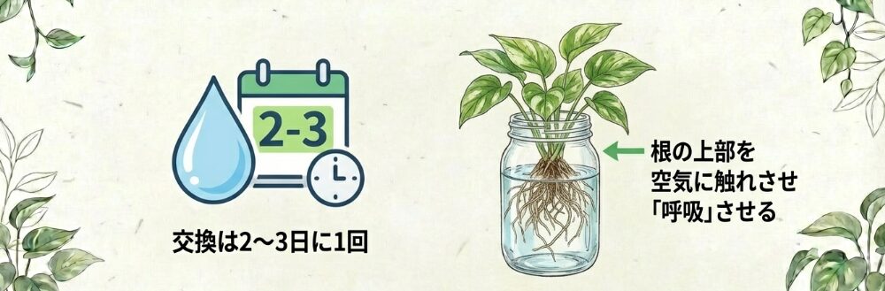 水の交換頻度と水質の管理について