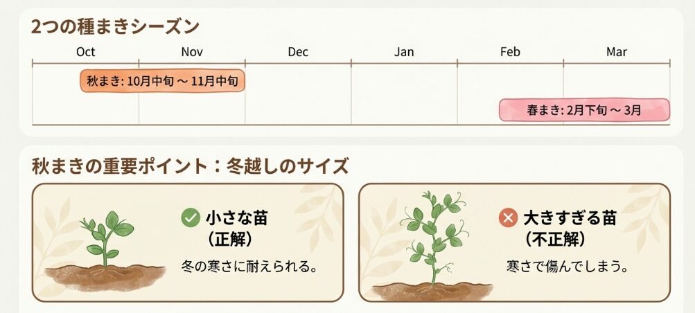 スナップエンドウの種まき時期はいつ