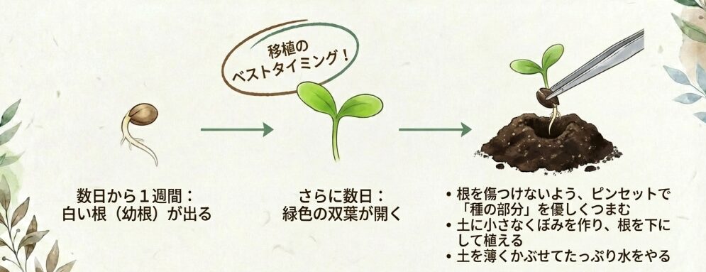 根が出た後の土への移植方法