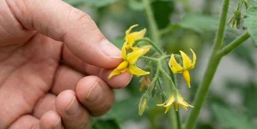 室内ならではの人工授粉と結実の方法